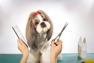 Corte de Pelo y Uñas, Revisión Veterinaria y Regalo en Arf!