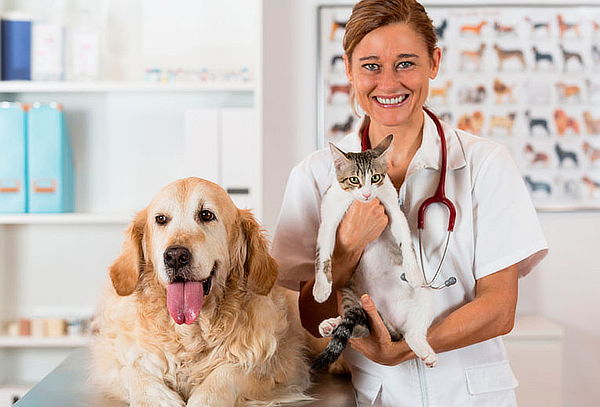 Chip + Revisión Veterinaria + Regalo en Arf!, Vitacura