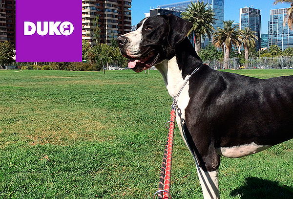 Gift Card con un 15% de Dscto en Duko 8, 12 o 20 paseos!