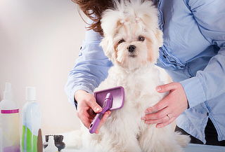 Spa Canino + Corte Sanitario, Vitacura