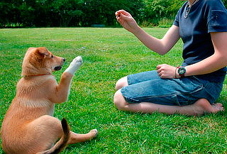 Curso Online de Entrenamiento Canino en Aula Global