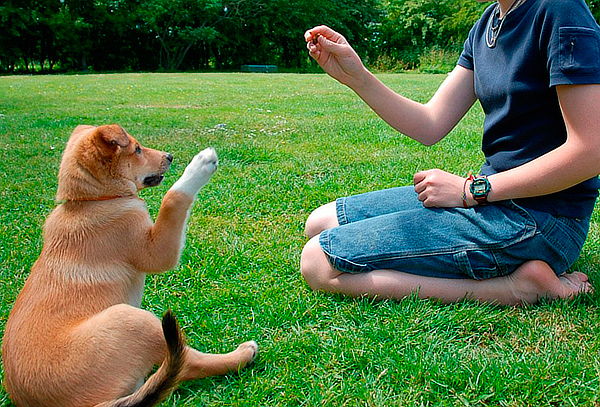 Curso Online de Entrenamiento Canino en Aula Global