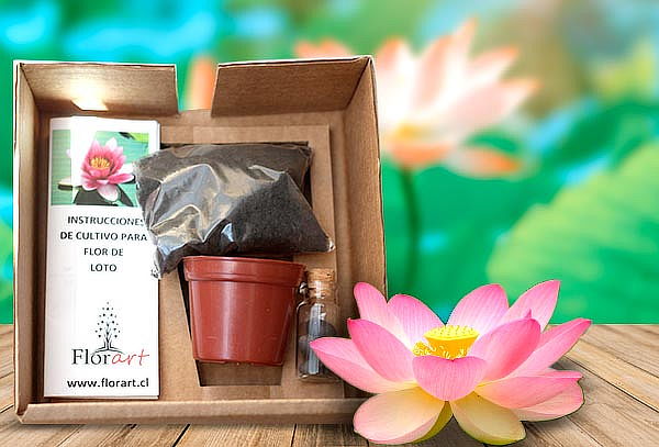 Kit de Cultivo Plantas Exóticas a elección