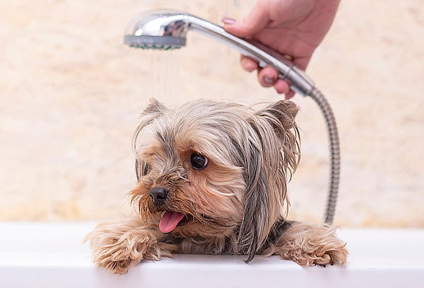 ¡Spa Canino! Baño Belleza y Más