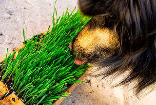 Kit de Cultivo Pasto de Trigo para Mascotas