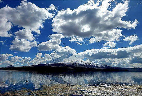Full Day Arica - Parque Nacional Lauca - Lago Chungará
