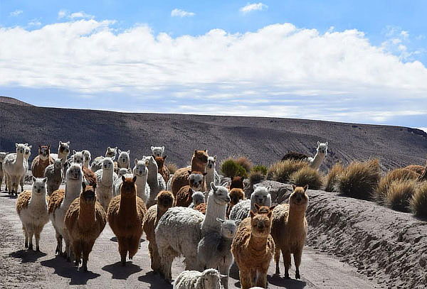 Full Day Arica - Parque Nacional Lauca - Lago Chungará