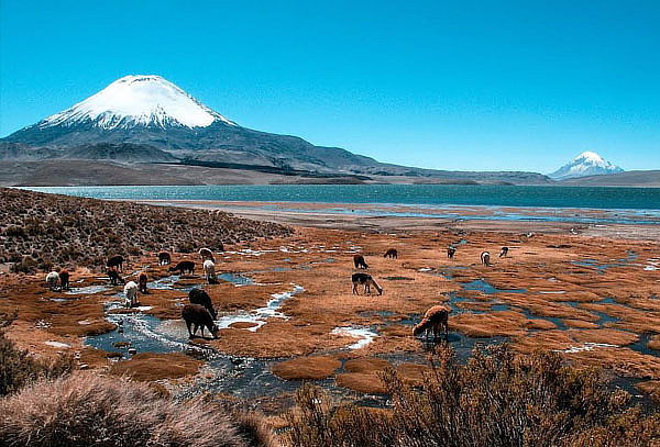 Full Day Arica - Parque Nacional Lauca - Lago Chungará