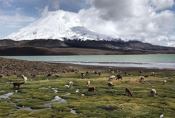 Full Day Arica - Parque Nacional Lauca - Lago Chungará