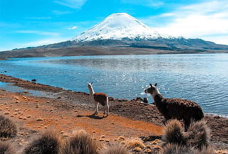 Full Day Arica - Parque Nacional Lauca - Lago Chungará