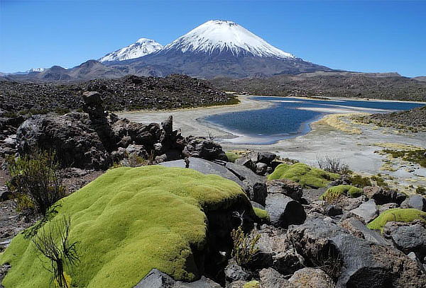 Full Day Arica - Parque Nacional Lauca - Lago Chungará