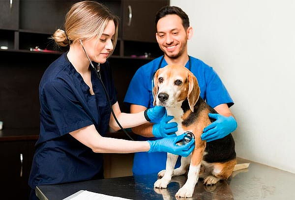 Consulta Veterinaria para Perro o Gato