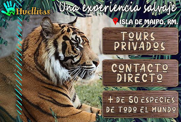 Tour guiado Huellitas Adulto