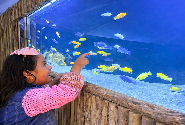 Entrada Niño Acuario Vivamar de martes a domingo 