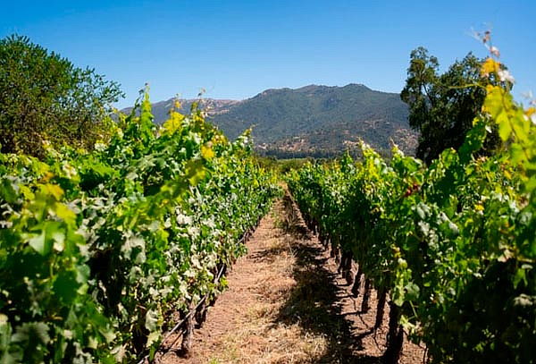 Degustación Grandes Vinos para 2 personas + Recorrido 