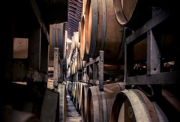 Degustación de Aceites de Oliva en Viña Terramater