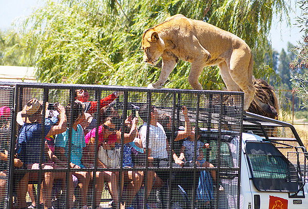 Entrada General+Safari Felinos+Herbívoros Martes a Domingo
