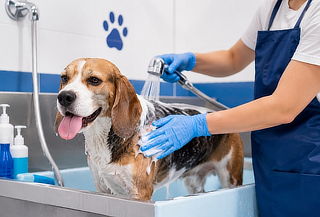 Baño canino + corte de uñas + deslanado 