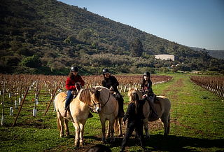 Horse Experience en Viña Odfjell