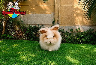 Entrada para 4 personas a The Rabbit World
