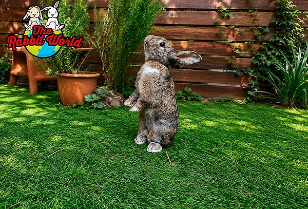 Entrada para 4 personas a The Rabbit World