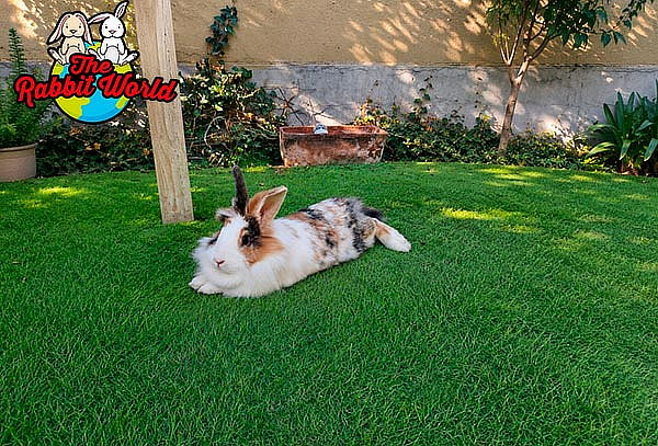 Entrada para 4 personas a The Rabbit World