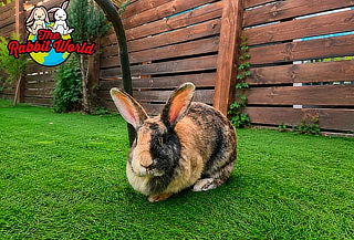 Entrada para 2 personas a The Rabbit World
