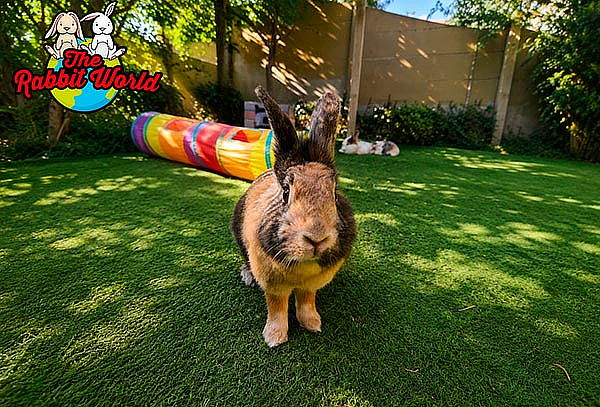 Entrada para 2 personas a The Rabbit World