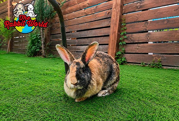 Entrada para 2 personas a The Rabbit World