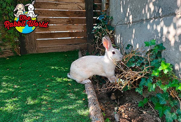 Entrada para 2 personas a The Rabbit World