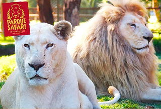 Entrada General+Safari Felinos+Herbívoros Martes a Domingo