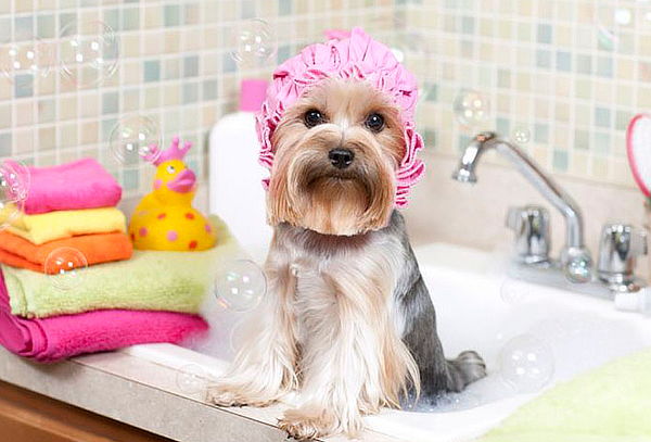 Spa para Perros o Gatos + Profilaxis y Anestesia