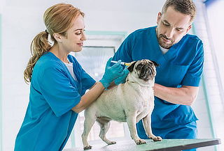 Curso de Auxiliar de Apoyo Veterinario por 50 Horas