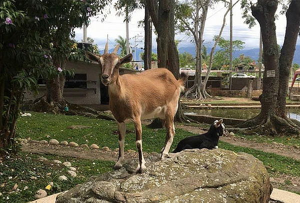 Pasaporte de Ingreso a Cutucumay en Chinauta