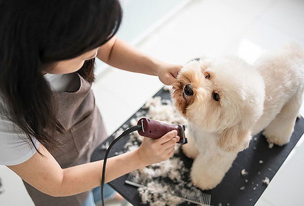 Curso Online de Peluquería Canina por 60 Horas + Certificado