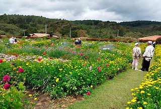 Santa Elena Tour de las Flores + Actividades + Almuerzo 
