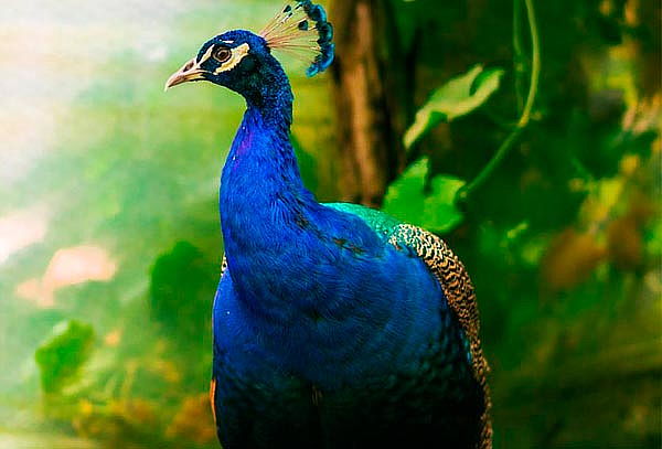 2 Entradas Bioparque Monarca Únete a la Maravillosa Aventura