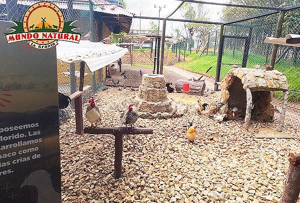 Plan Granja Interactiva + Caballo y Helado