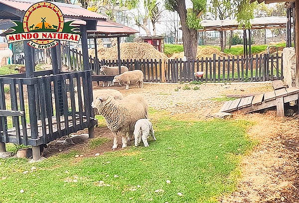 Plan Granja Interactiva + Caballo y Helado