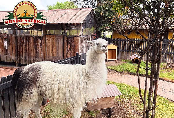 Plan Granja Interactiva + Caballo y Helado