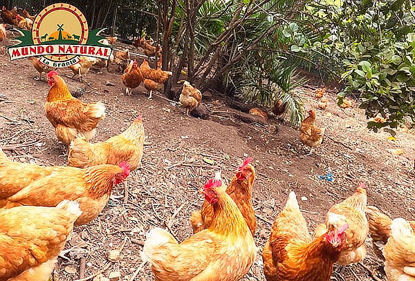 Plan Granja Interactiva + Caballo y Helado