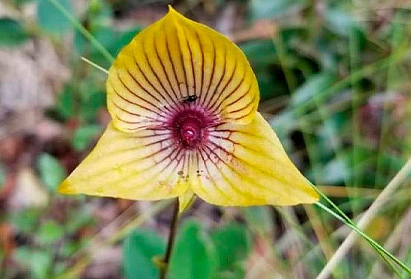 2x1 - Caminata por la Calera y avistamiento de Orquídeas 