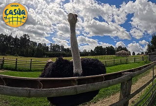 Entrada Granja + Alimentación + Vuelta a Caballo