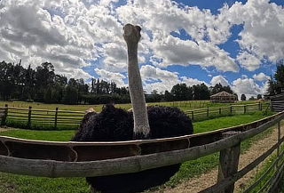 Entrada Granja + Alimentación + Vuelta a Caballo
