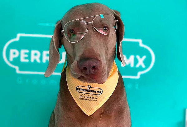 Consiente a tu perrito con Spa VIP en la Perrukeria ¡2 suc!