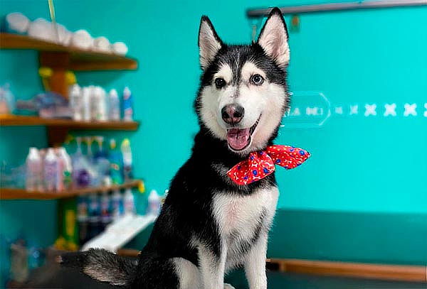 Consiente a tu perrito con Spa VIP en la Perrukeria ¡2 suc!