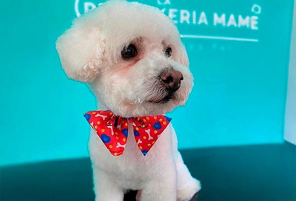 Consiente a tu perrito con Spa VIP en la Perrukeria ¡2 suc!