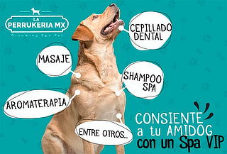 Consiente a tu perrito con Spa VIP en la Perrukeria ¡2 suc!
