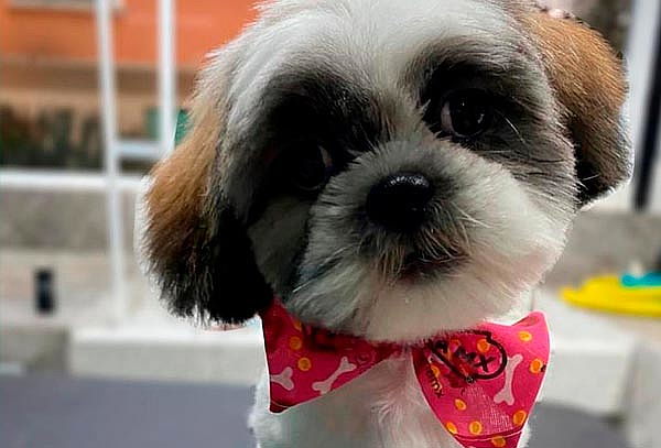 Consiente a tu perrito con Spa VIP en la Perrukeria ¡2 suc!
