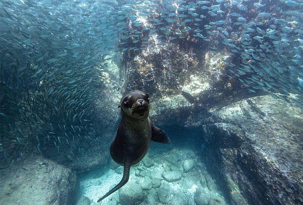 Vive la Magia del Avistamiento de Ballenas en Los Cabos